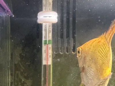 Xiaomi Fish Tank Inlet Thermometer Holder