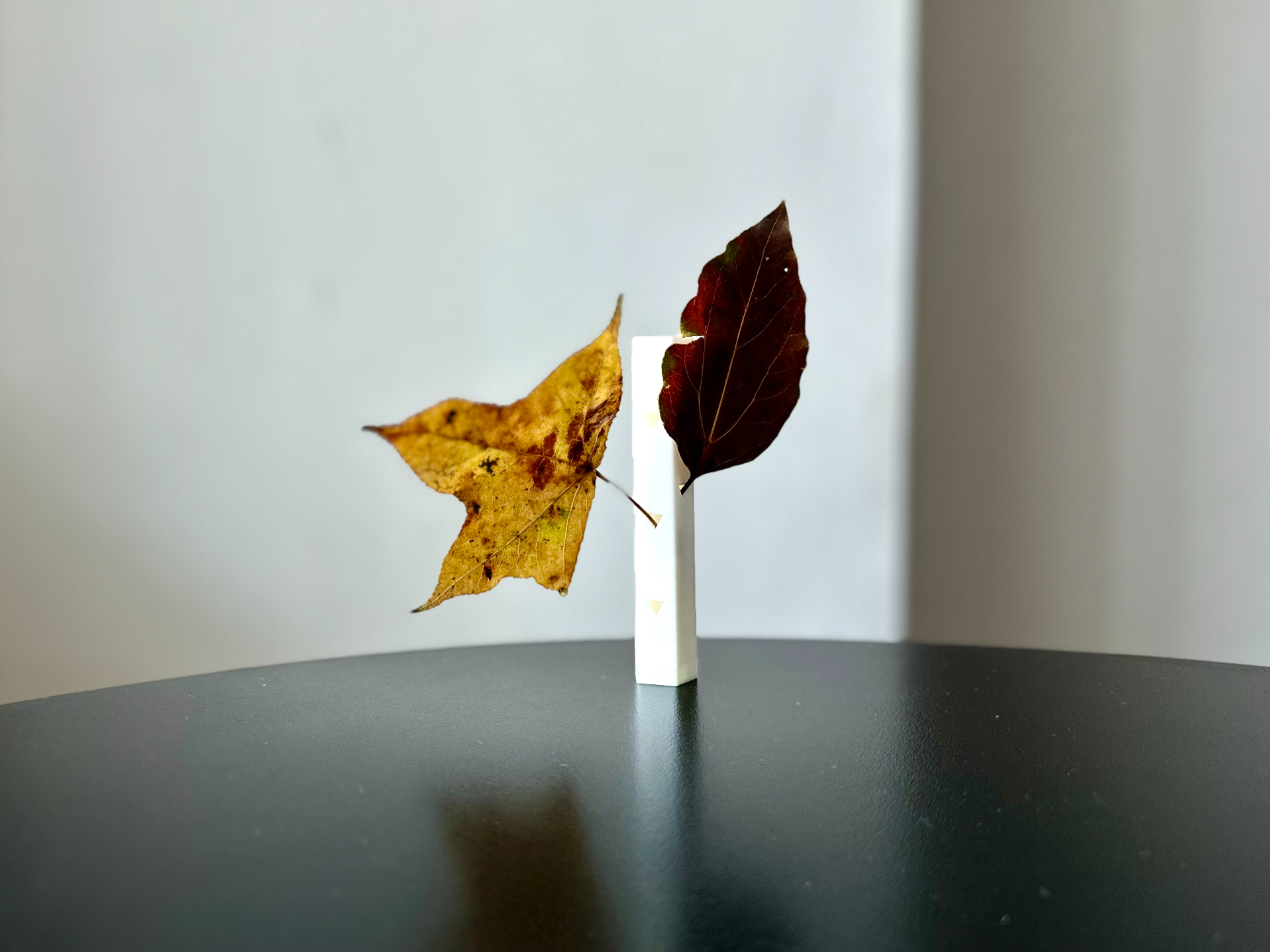 树叶支架 - 短暂收藏展示落叶