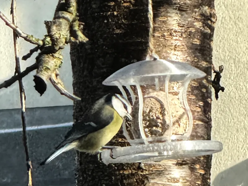 Tallow ball holder bird feeder