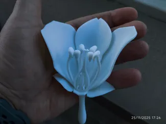 Flower Anatomy
