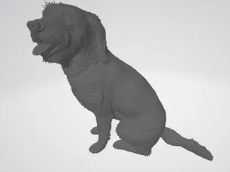 Labradoodle