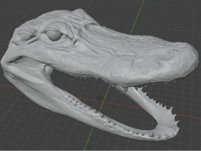 Cayman Aligator