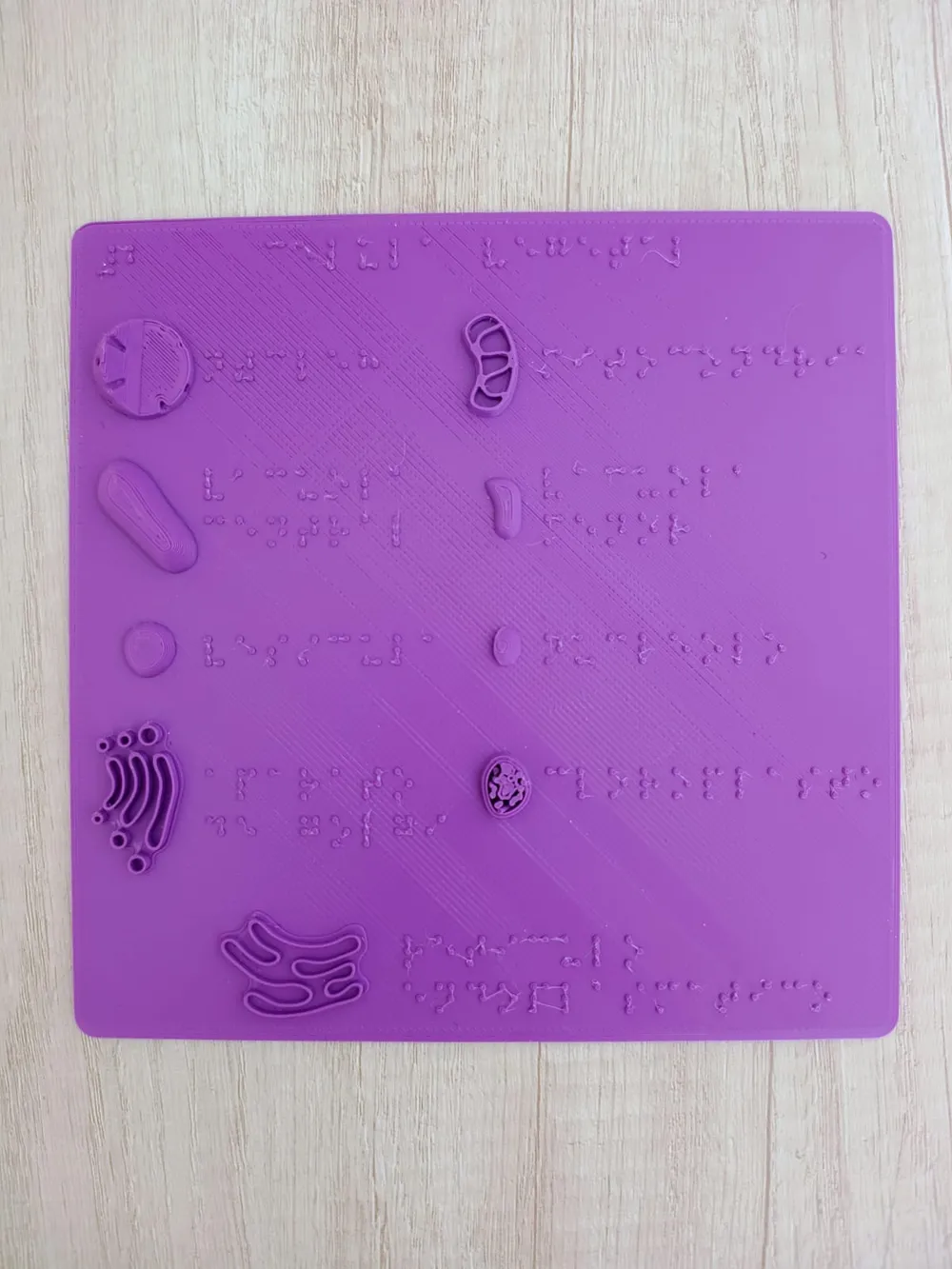 Plant Cell adapted for the blind - Free 3D Print Model - MakerWorld
