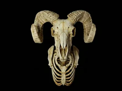 ram hood ornament skeleton 