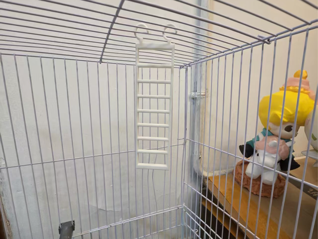 鸟 鹦鹉 爬梯 楼梯