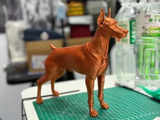 杜宾犬 站立姿态