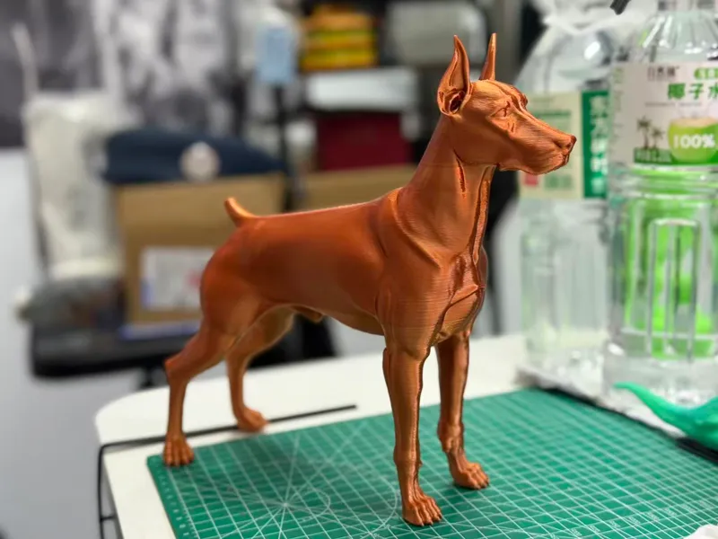杜宾犬 站立姿态
