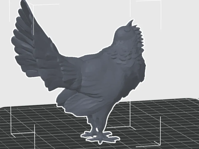 capercaillie