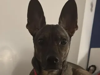lito lamp perros