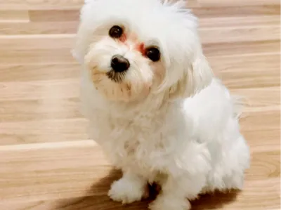 Maltese Dog