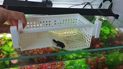 Turtle Hatchling Isolation Box - Semi-Transparent and Observable