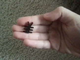 Little Bug 