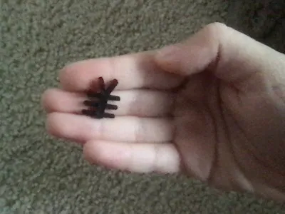 Little Bug