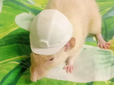 construction helmet