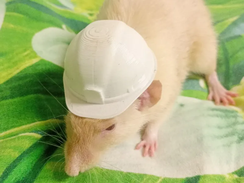 construction helmet