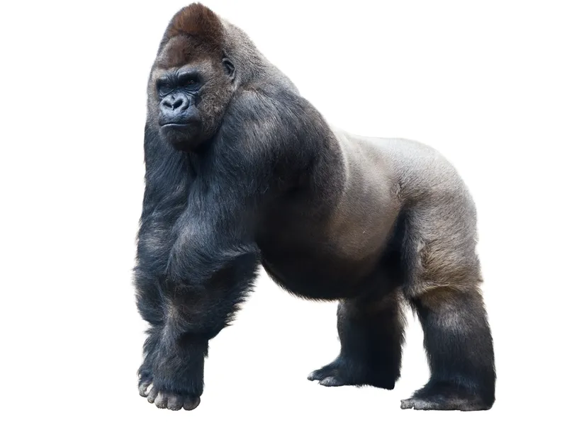 gorilla