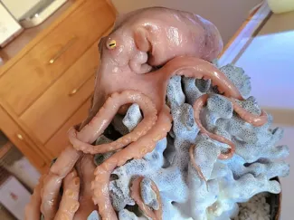 大章鱼