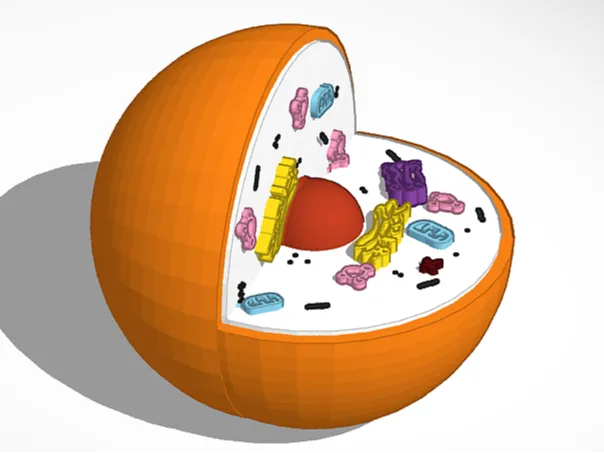 Cell Model - Free 3D Print Model - MakerWorld