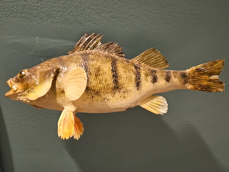 perch