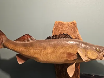 walleye
