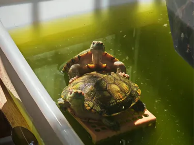 Turtle Poop Collector - Print in Place - Suction Cup Mount