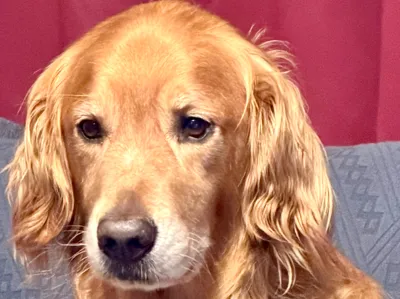 My Golden retriever Boomer