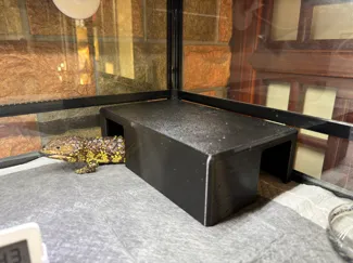 两门爬宠躲避屋