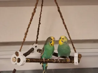 Triangle Bird Swing / Sittich Schaukel