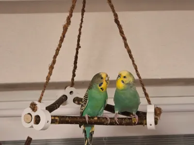 Triangle Bird Swing / Parakeet Swing