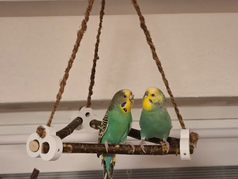Triangle Bird Swing / Sittich Schaukel