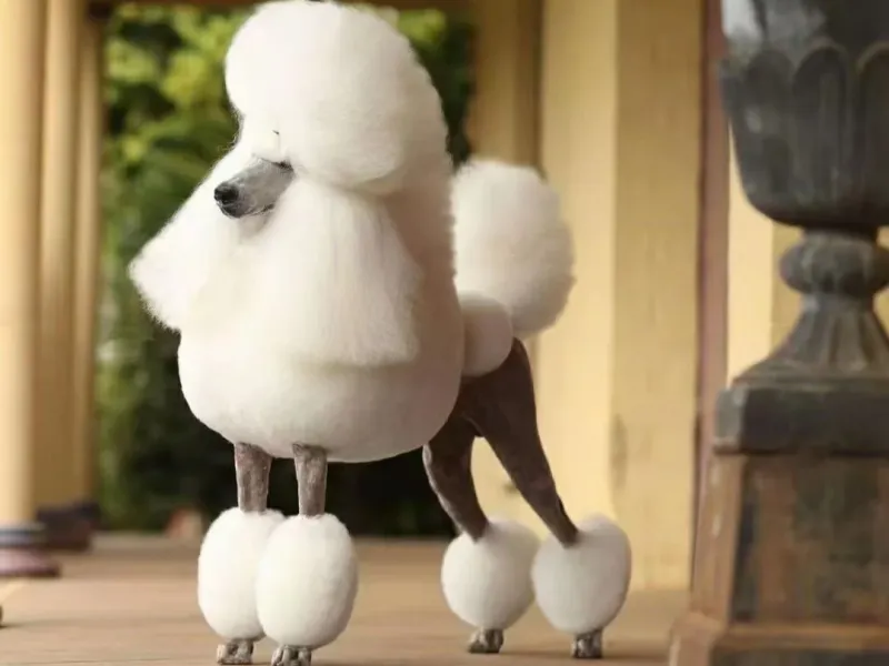 贵宾犬 贵妇犬 蒲尔犬 蒲多犬