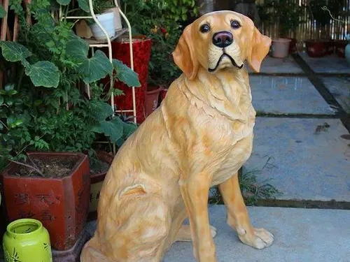 可爱的拉布拉多犬