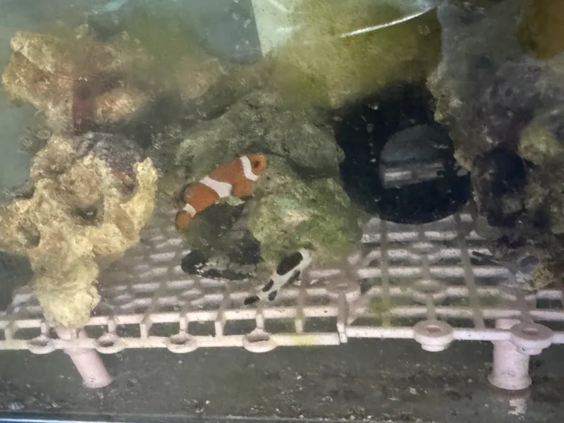 鱼缸底滤网格板滤材板隔离板乌龟缸底滤垫板