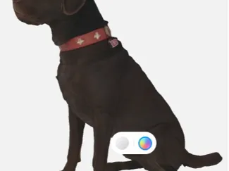 Labrador