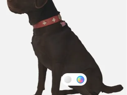 Labrador
