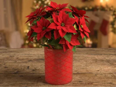 Poinsettia Vase