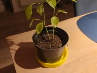 Flower Pot Saucer