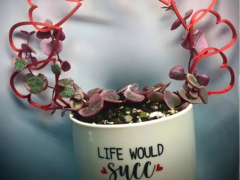Mini Heart Houseplant Trellis