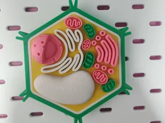 植物细胞模型