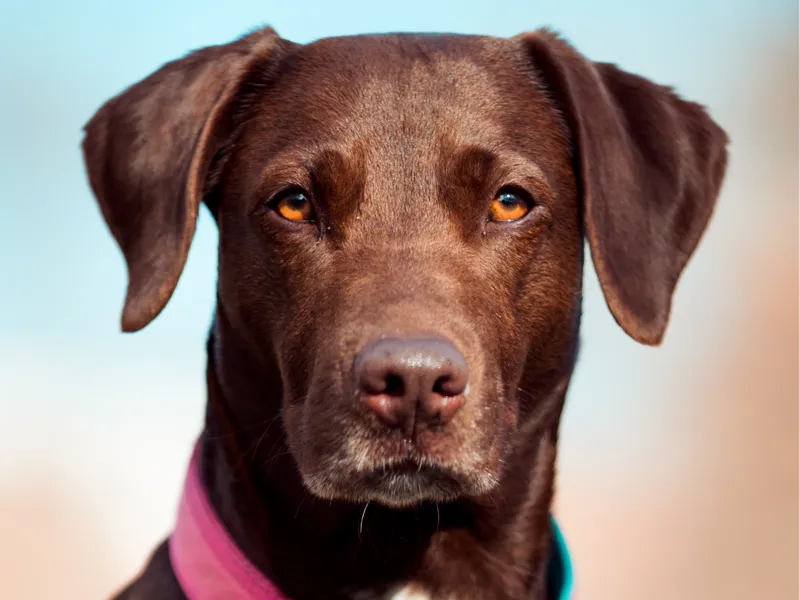 Labrador