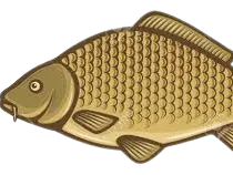 Carpa pez