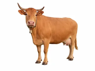 Vaca rubia gallega modelo 2