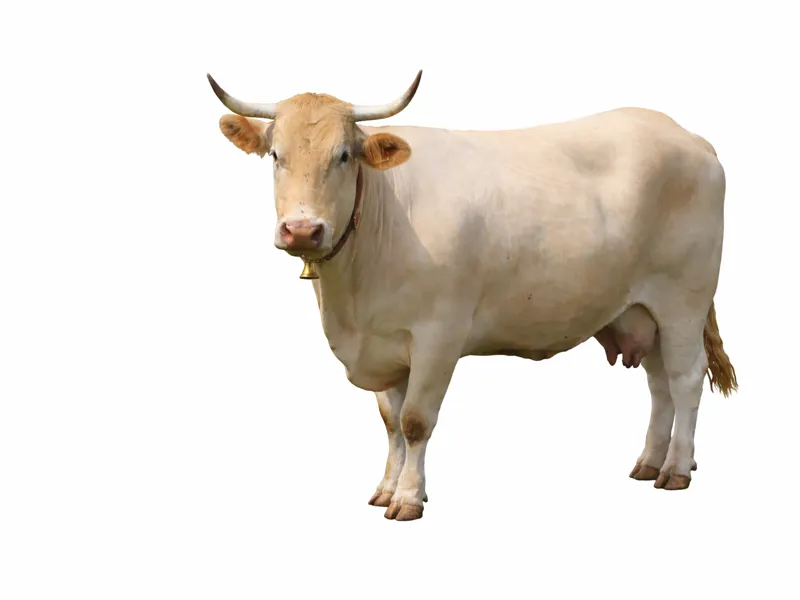Vaca rubia gallega modelo 1
