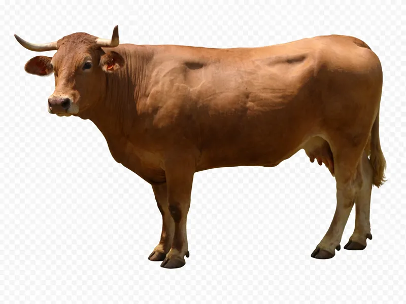 Vaca de capa rubia