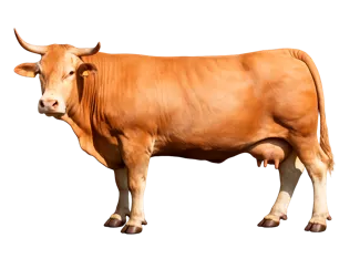 Vaca rubia gallega modelo 3