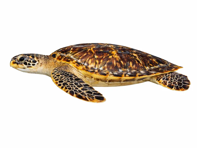 Karettschildkröte