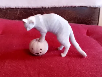 Cat with Pumpkin Head