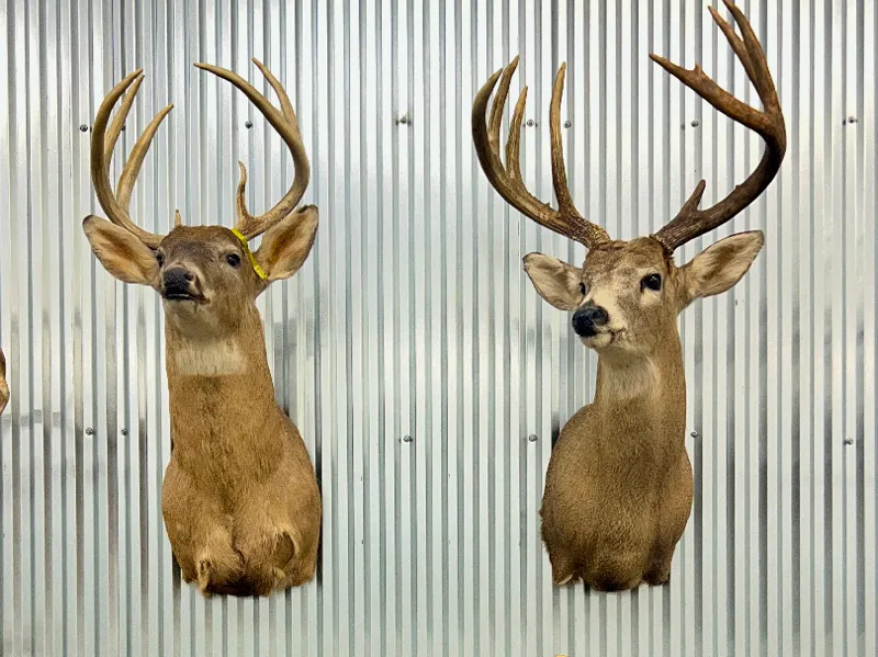 Buck