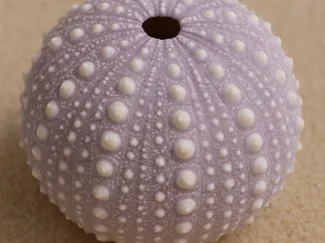 sea urchin