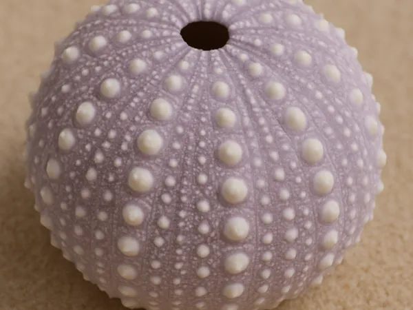 https://makerworld.bblmw.com/makerworld/model/DSM00000002165077/design/2025-12-27_29e43d0962cf7.png